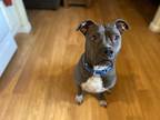 Adopt Bella a Gray/Blue/Silver/Salt & Pepper American Staffordshire Terrier /