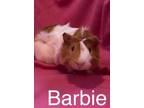 Adopt Barbie Doll OS GP2024 in RI a Multi Guinea Pig (short coat) small animal