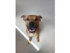 Adopt Barnie a Brown/Chocolate Black Mouth Cur / Mixed Breed (Medium) / Mixed