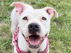 Adopt Juliet Blue a White Mixed Breed (Large) / Mixed dog in Georgetown