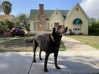 Adopt Luna a Brown/Chocolate Labrador Retriever / Mixed dog in Phoenix