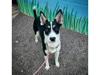 Adopt Mulligan a Black Collie / Mixed dog in Phoenix, AZ (39650133)