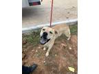 Adopt Winston a Brindle Golden Retriever / Mixed Breed (Medium) / Mixed (short