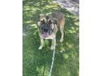 Adopt Limón a Brindle Mixed Breed (Large) / Mixed dog in Oceanside