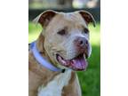 Adopt Zoe a Tan/Yellow/Fawn American Staffordshire Terrier / Mixed dog in San