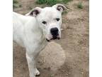 Adopt Guillermo a White Dogo Argentino / Mixed dog in Lancaster, TX (41053970)