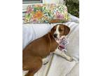 Adopt Farah a White Beagle / Mixed dog in Charleston, SC (41348983)