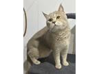 Adopt Golden a British Shorthair cat in Annapolis, MD (41348957)