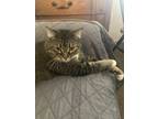 Adopt Muffin a Tan or Fawn Tabby Maine Coon / Mixed (medium coat) cat in Walnut