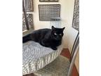 Adopt Midnight a All Black Tabby / Mixed (medium coat) cat in New Port Richey