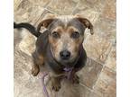 Adopt Grouper a Terrier (Unknown Type, Small) / Mixed dog in Darlington