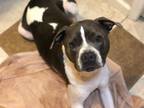 Adopt Buddy a White - with Gray or Silver American Pit Bull Terrier / Mixed dog