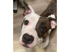Adopt Joy a White American Pit Bull Terrier / Mixed dog in Philadelphia