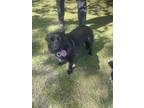 Adopt Suzy a Black Mixed Breed (Medium) / Mixed dog in Oceanside, CA (41348931)