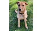 Adopt Patoot a Tan/Yellow/Fawn Labrador Retriever / Mixed dog in Heber Springs
