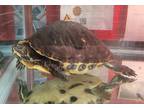 Adopt Dr. Green a Turtle - Water reptile, amphibian, and/or fish in Laramie