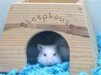 Adopt JUSTIN a Hamster (medium coat) small animal in Tustin, CA (41222161)