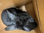 Adopt TOOTHLESS a Dutch / Mixed (medium coat) rabbit in Tustin, CA (41344540)