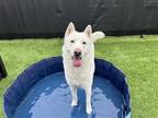 Adopt LINK a White Siberian Husky / Mixed dog in Tustin, CA (41348689)