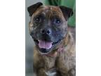 Adopt PATRICK a Brown/Chocolate Mixed Breed (Small) / Mixed Breed (Medium) /