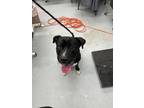 Adopt Ceaser a Black Mixed Breed (Small) / Mixed Breed (Medium) / Mixed (short