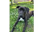 Adopt Tank a Black American Pit Bull Terrier / Mixed dog in Bartlesville