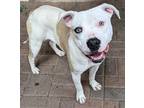 Adopt Lilah a White American Pit Bull Terrier / Mixed Breed (Medium) / Mixed