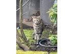 Adopt Biscuit a Gray, Blue or Silver Tabby Domestic Shorthair / Mixed (short