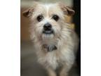 Adopt Zina a Tan/Yellow/Fawn Terrier (Unknown Type, Small) / Mixed dog in