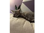Adopt Jewell a Gray or Blue Domestic Shorthair / Mixed cat in Newport