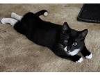Adopt PETEY a Domestic Shorthair / Mixed (long coat) cat in Mexia, TX (41325724)