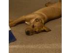 Adopt Lola Honey a Red/Golden/Orange/Chestnut Labrador Retriever / Redbone