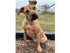 Adopt Almond a Pit Bull Terrier / Mixed dog in Crete, IL (41204827)