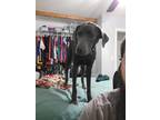 Adopt Loki a Gray/Blue/Silver/Salt & Pepper Labrador Retriever / Mixed dog in