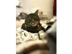 Adopt Gator a Brown Tabby Tabby / Mixed (short coat) cat in Clifton Heights