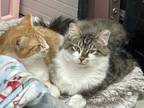 Adopt Bounce a Gray, Blue or Silver Tabby Domestic Longhair / Mixed (long coat)