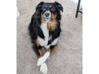 Adopt Cali a Brown/Chocolate - with White Australian Shepherd / Mixed dog in