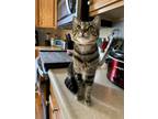 Adopt Maple a Gray, Blue or Silver Tabby Domestic Shorthair (short coat) cat in