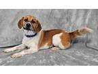 Adopt Culver a Tricolor (Tan/Brown & Black & White) Beagle / Mixed dog in