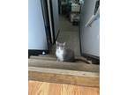 Adopt Gemma a Gray or Blue Domestic Shorthair / Mixed (short coat) cat in