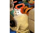 Adopt Gregory a White Turkish Angora / Mixed (medium coat) cat in Abilene