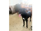 Adopt Diesel a Black Husky / Labrador Retriever / Mixed dog in Anchorage