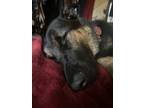 Adopt Arlo a Black - with Tan, Yellow or Fawn German Shepherd Dog / Mixed dog in