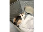 Adopt Lottie a White Domestic Shorthair / Domestic Shorthair / Mixed cat in