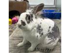 Adopt Homer a White Other/Unknown / Lionhead / Mixed rabbit in Calgary