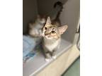 Adopt Cosette a White Domestic Shorthair / Domestic Shorthair / Mixed cat in