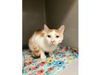 Adopt Micah a Orange or Red Domestic Shorthair / Domestic Shorthair / Mixed cat
