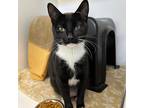 Adopt Mittsy a All Black Domestic Shorthair / Domestic Shorthair / Mixed cat in