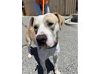 Adopt IOWA a Tan/Yellow/Fawn American Pit Bull Terrier / Mixed dog in Huntington