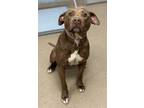 Adopt Jalexis a Brown/Chocolate Mixed Breed (Large) / Mixed dog in Chamblee